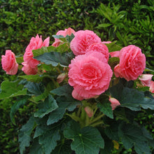 Begonia - Giant Ruffled Pink