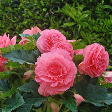 Begonia - Giant Ruffled Pink