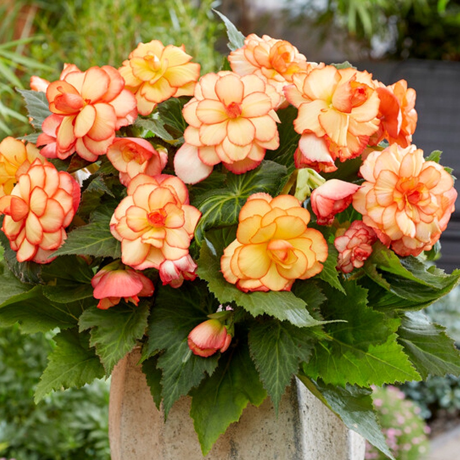 Begonia - Picotee Sunburst