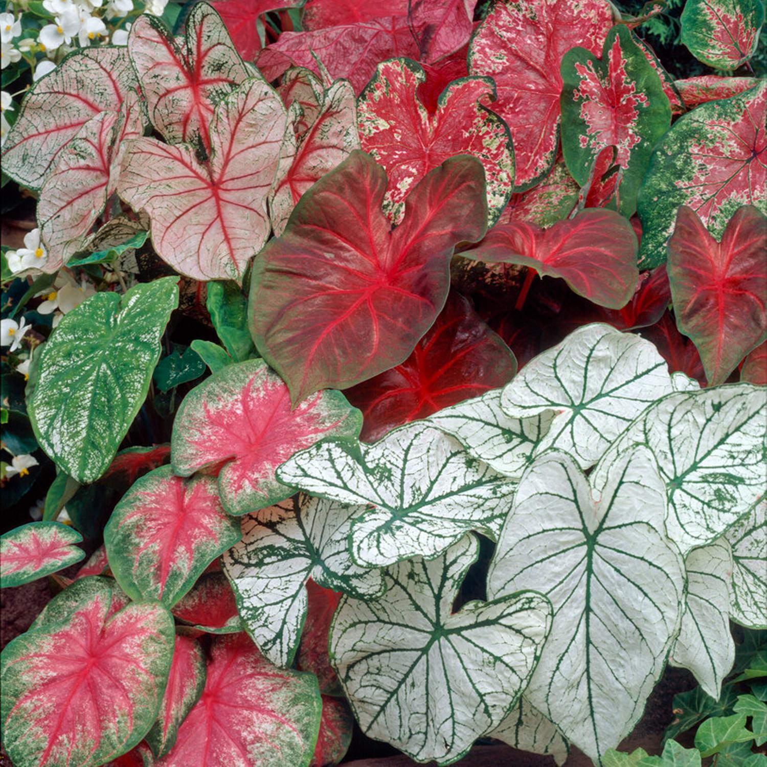 Caladium - Shady Lady Fancy Mix