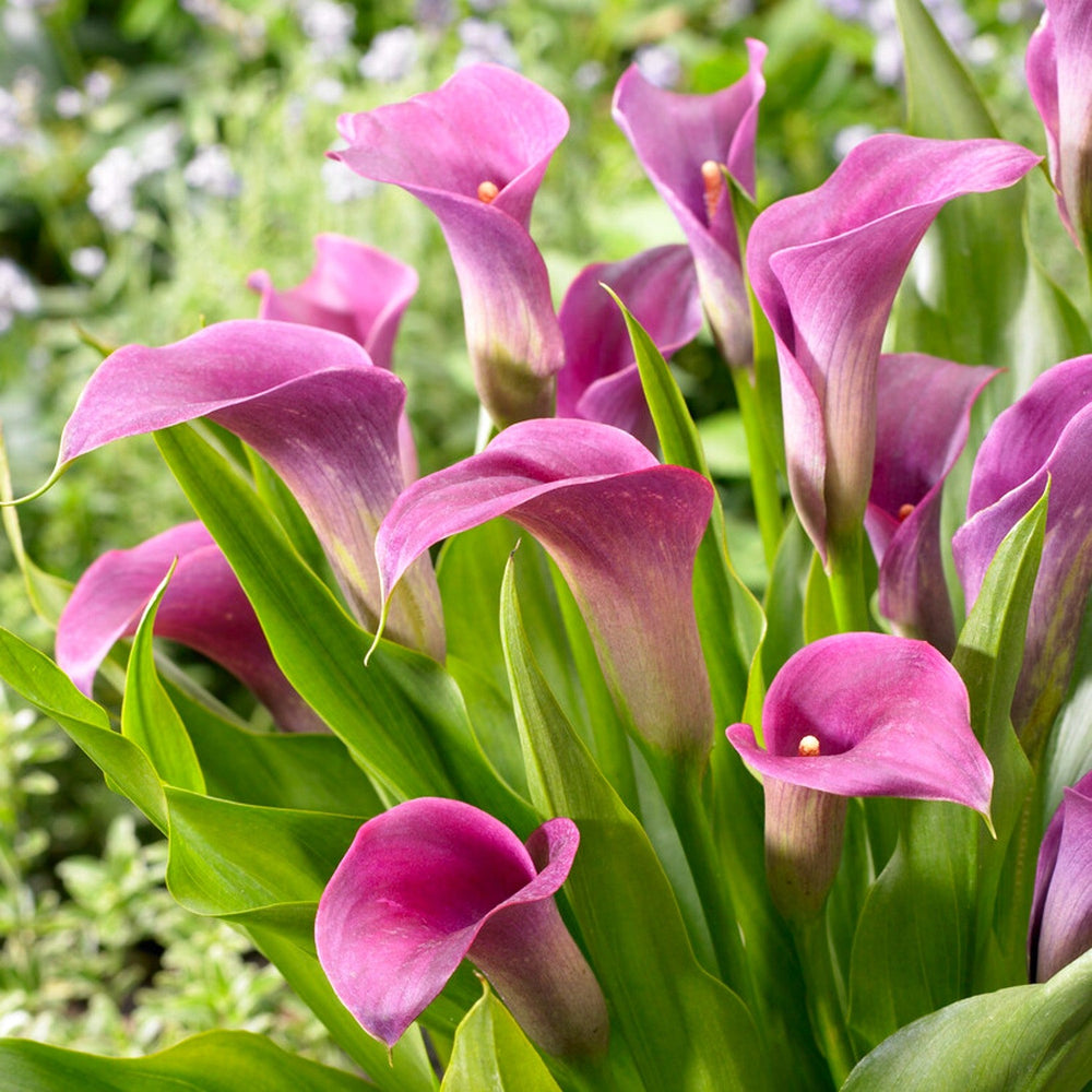Calla - Amethyst