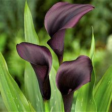 Calla - Tuxedo Collection