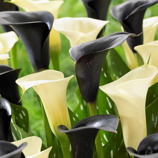Calla - Tuxedo Collection