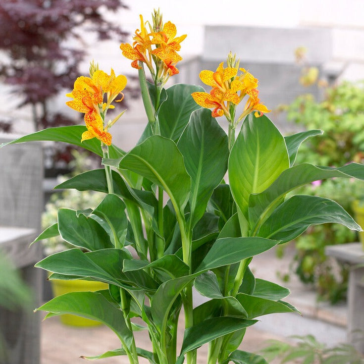 Canna - Tenerife