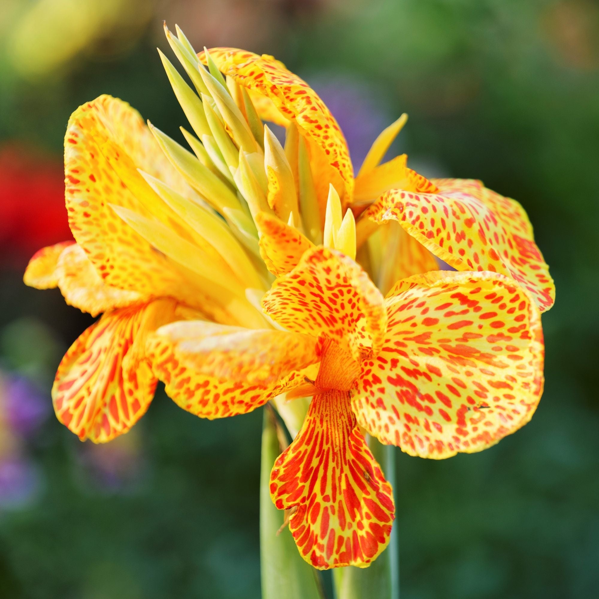 Canna - Tenerife