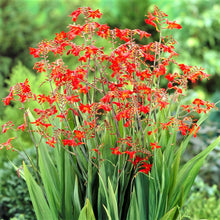 Crocosmia - Erika
