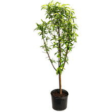 4-in-1 Peach Tree