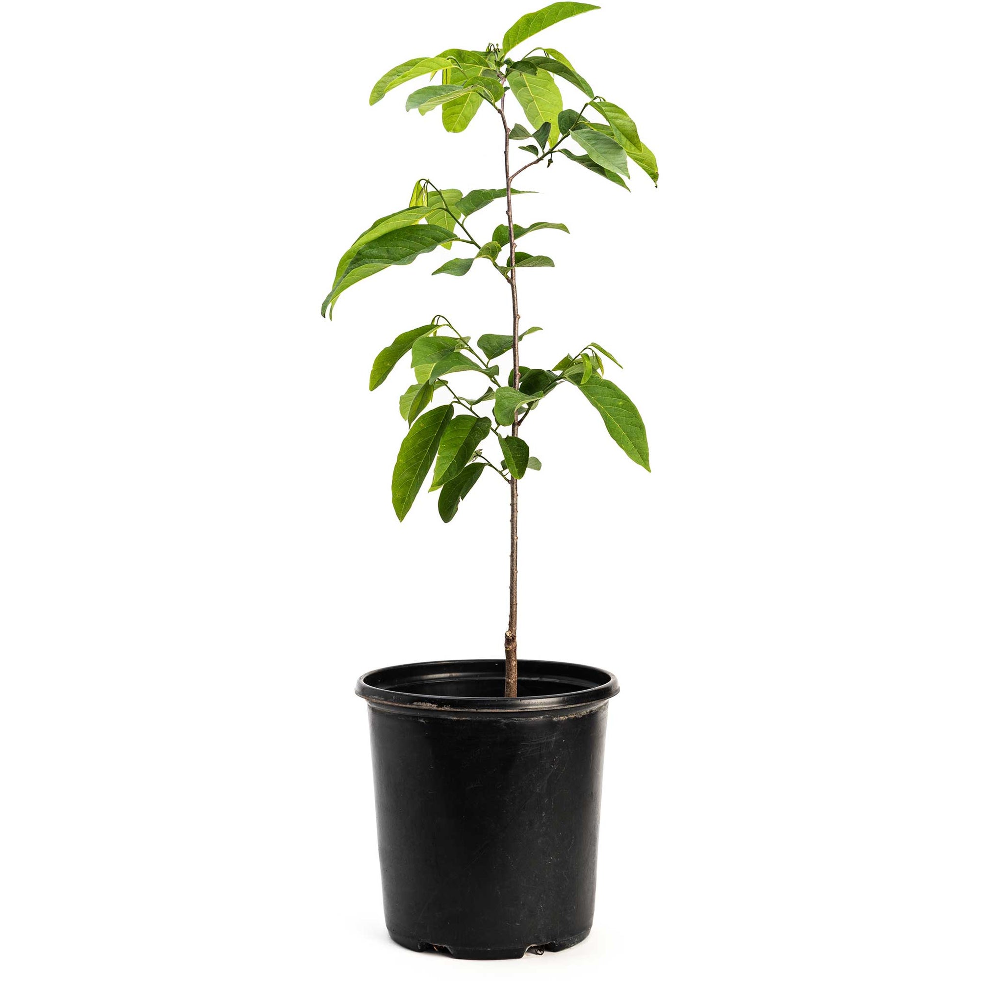 Sugar Apple Tree