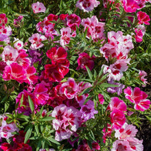 Godetia Dwarf Mix Seed