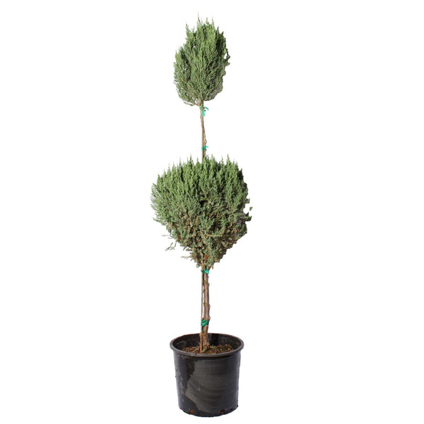 Blue Point Juniper Topiary