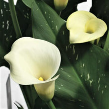 Calla - Tuxedo Collection