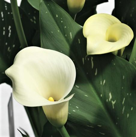 Calla - Tuxedo Collection