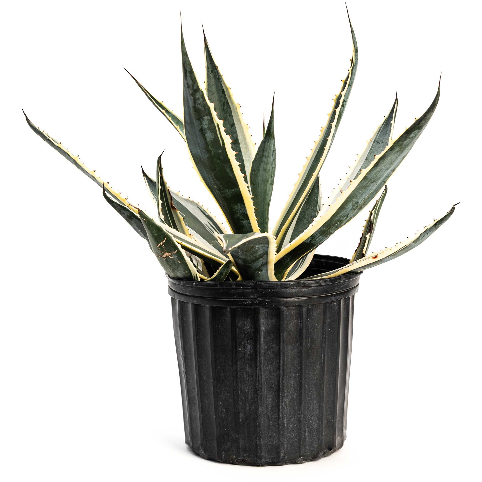 Agave Americana ‘Variegata’