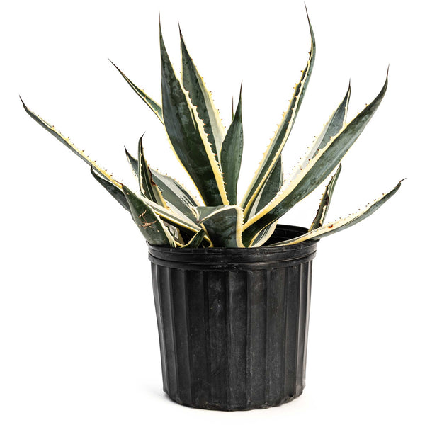 Agave Americana ‘Variegata’