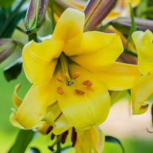 Lilium - Trumpet Lily Golden Splendor