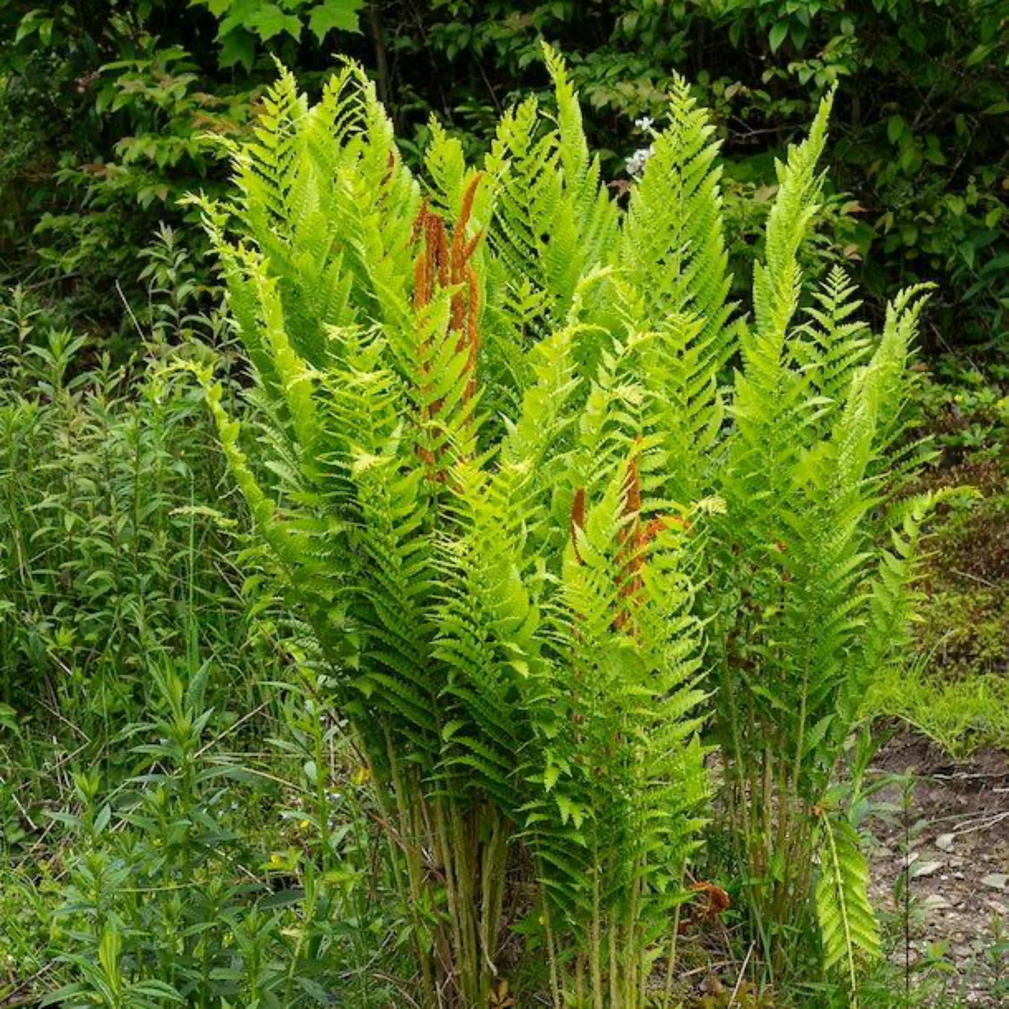 Cinnamon Fern
