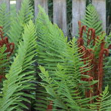 Cinnamon Fern